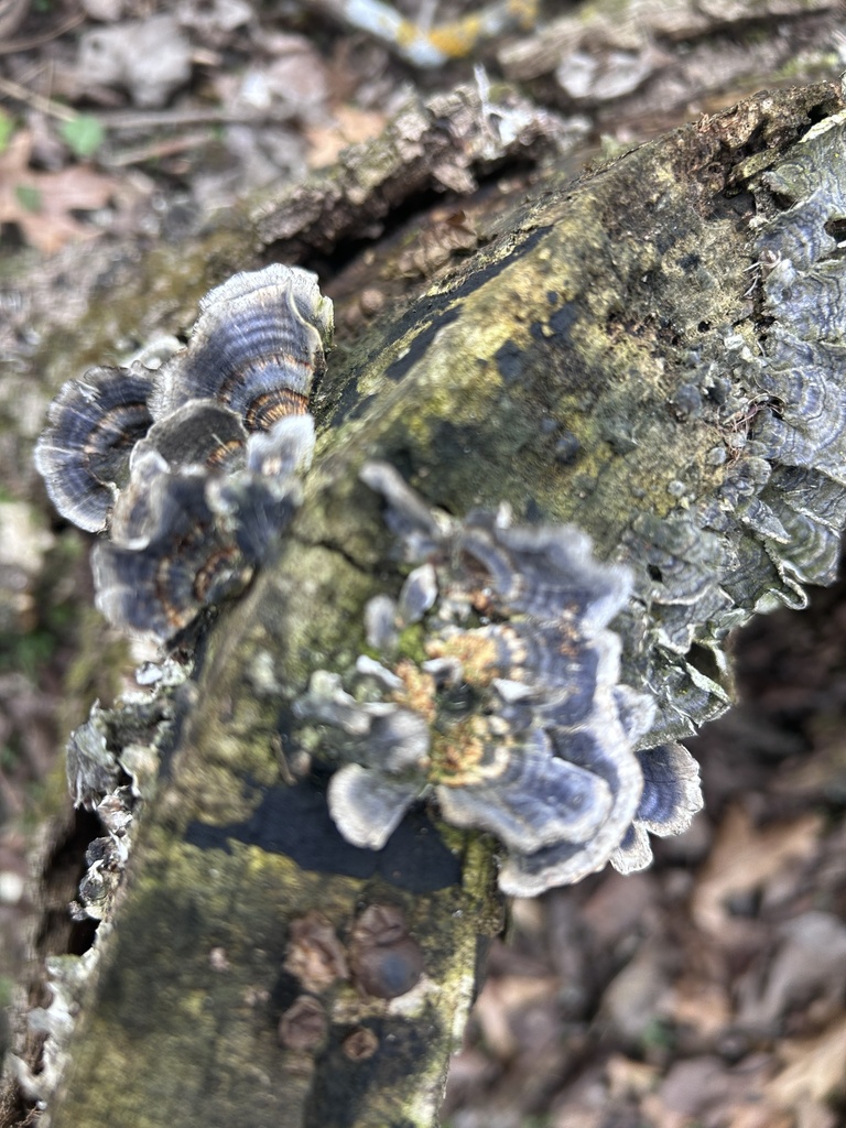 Trametes versicolor · April 2026 · photo: © gutenfrog (iNaturalist, cc-by)