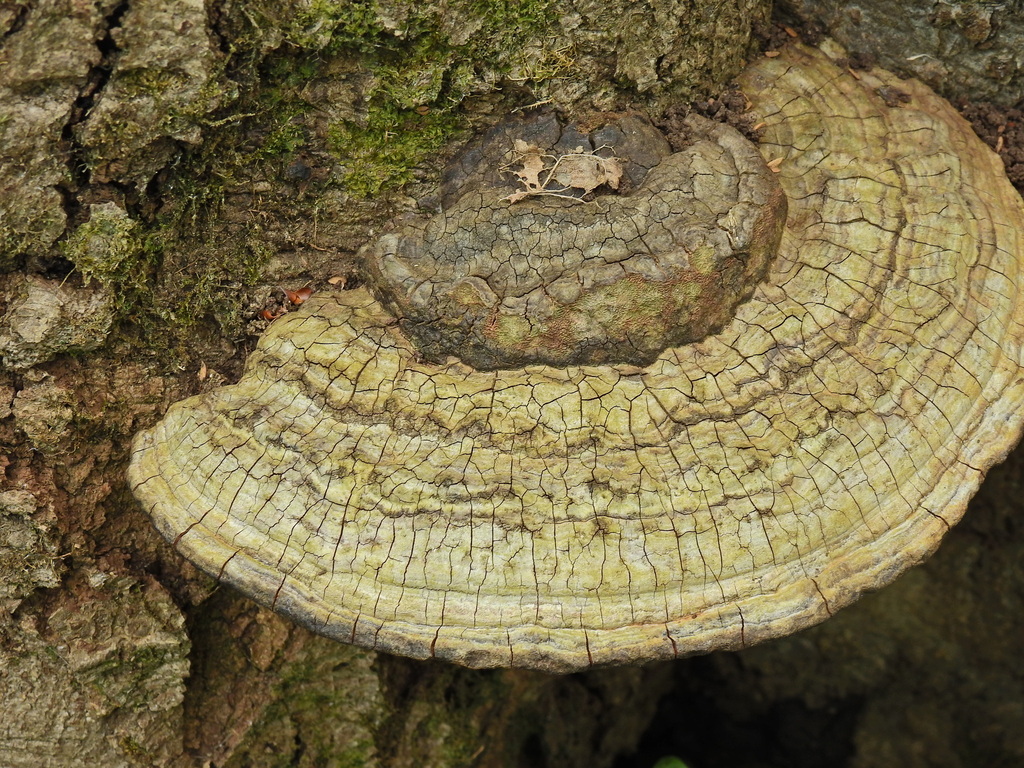 Ganoderma applanatum · April 2026 · photo: © susan_marley (iNaturalist, cc-by)