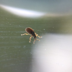Malvapion malvae