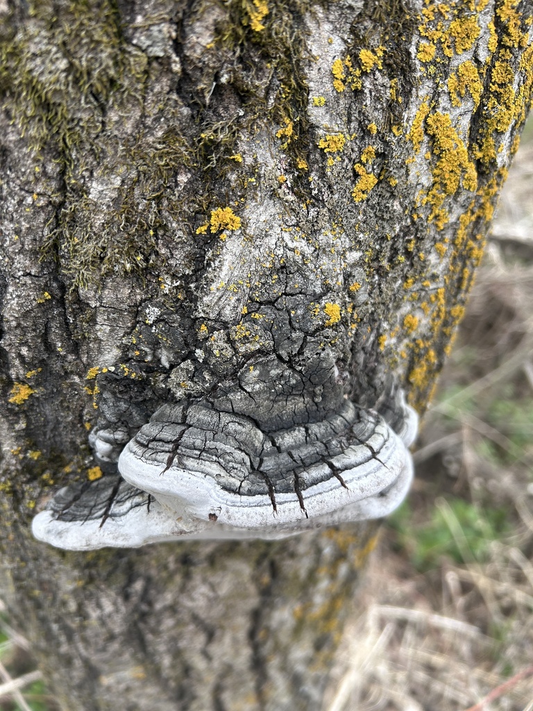 Phellinus tremulae · April 2026 · photo: © gutenfrog (iNaturalist, cc-by)