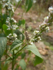 Lepidoptera