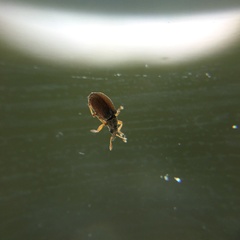 Malvapion malvae