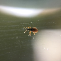 Malvapion malvae