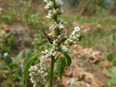Lepidoptera