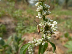 Lepidoptera