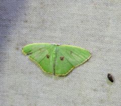 Comostola leucomerata