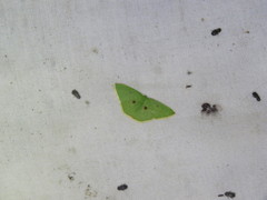 Comostola leucomerata