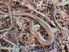 Moroccan Three-Toed Skink photo 3