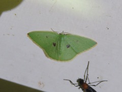 Comostola leucomerata