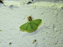 Comostola leucomerata