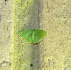 Comostola leucomerata