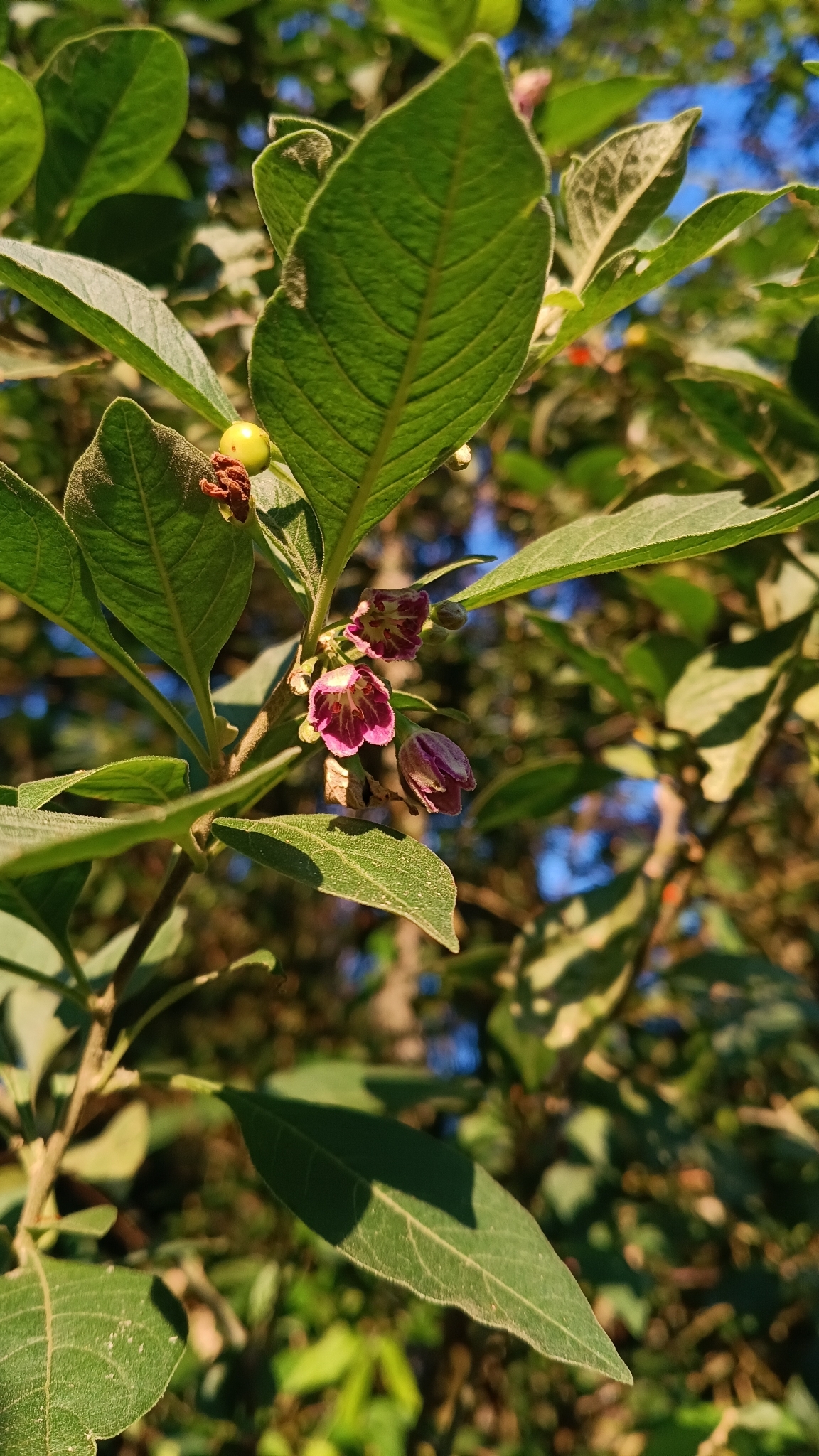 Vassobia breviflora