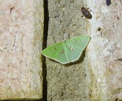 Comostola leucomerata