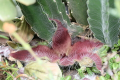 Stapelia grandiflora