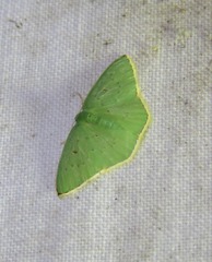 Comostola leucomerata