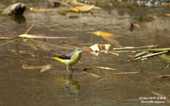 Motacilla cinerea