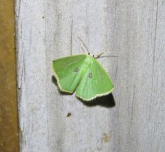 Comostola leucomerata