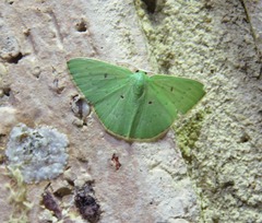 Comostola leucomerata
