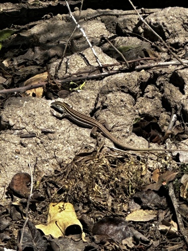 iNaturalist observation photo of Sonoran Spotted Whiptail