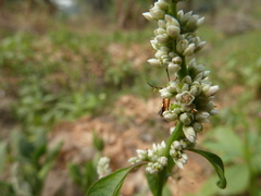 Lepidoptera