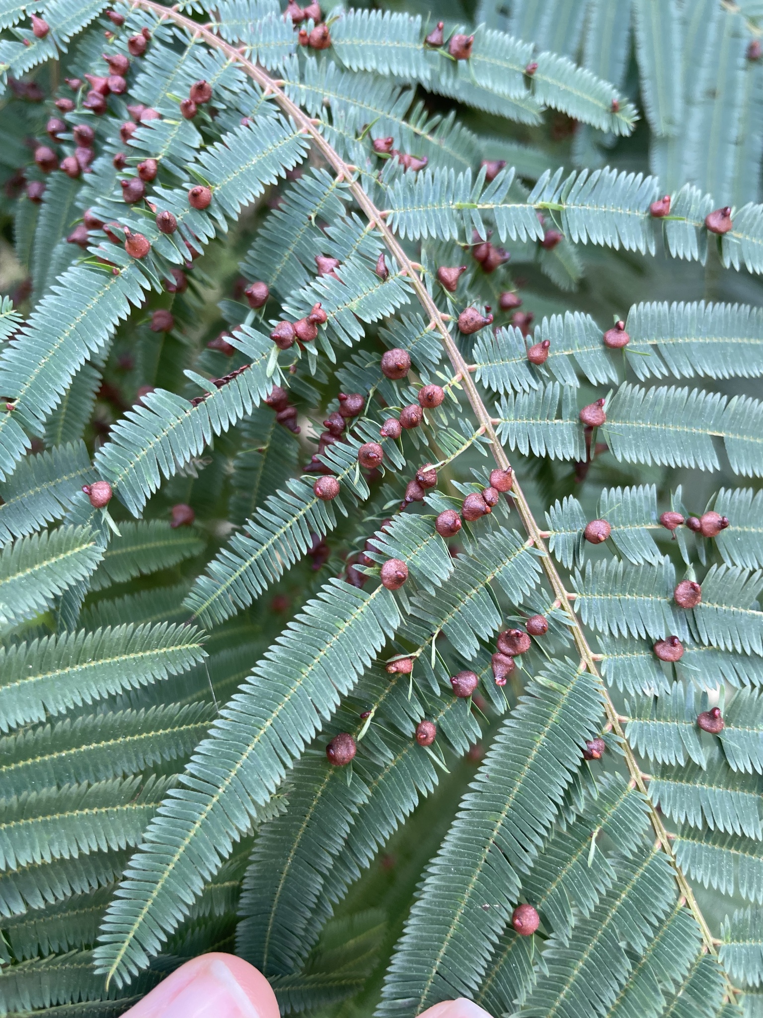 Piptadenia gonoacantha