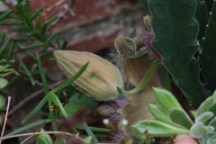 Stapelia grandiflora