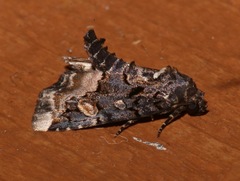 Homophoberia apicosa