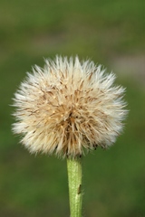 Hypochaeris maculata