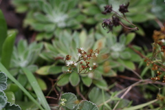 Crassula tetragona acutifolia