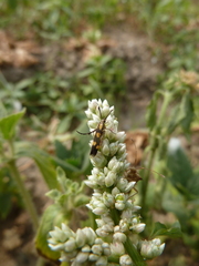 Lepidoptera