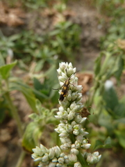 Lepidoptera