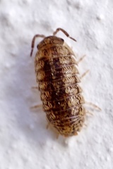 Armadillidium assimile