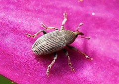 Tychius