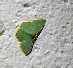 Comostola nereidaria