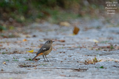 Phoenicurus auroreus