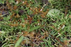 Crassula tetragona acutifolia