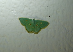 Comostola nereidaria