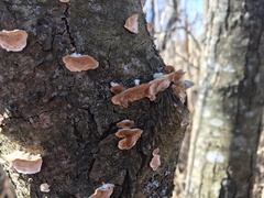 Bjerkandera fumosa