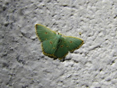 Comostola nereidaria