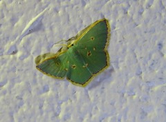 Comostola nereidaria