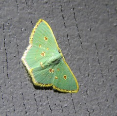Comostola nereidaria