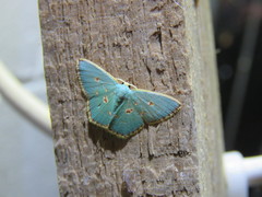 Comostola nereidaria