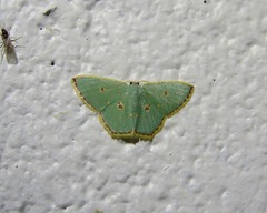 Comostola nereidaria