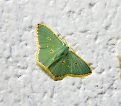 Comostola nereidaria