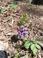 Corydalis solida