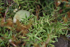 Crassula tetragona acutifolia