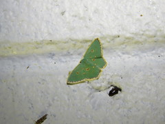 Comostola nereidaria