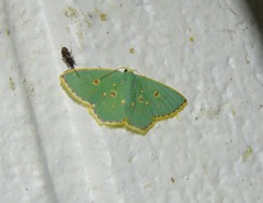 Comostola nereidaria