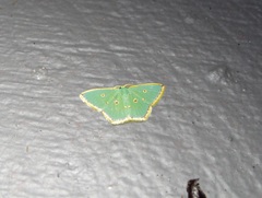 Comostola nereidaria