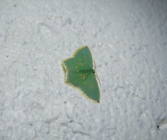 Comostola nereidaria